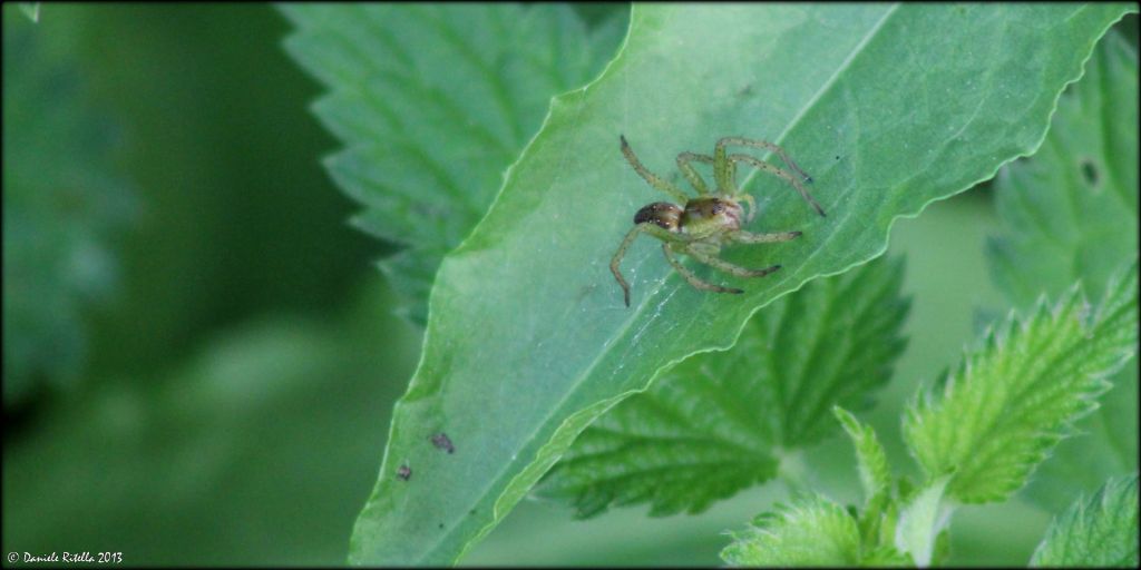 Pisauridae: Dolomedes sp. - Venafro (IS)